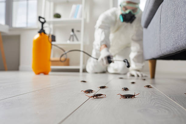Post-Treatment Bed Bug Interceptor Monitoring in Corsicana